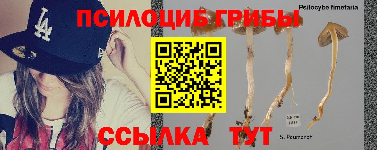 Череповец  Галлюциногенные грибы Psilocybe  Вход с VPN 
